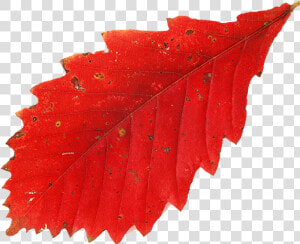 Красный Лист Дуба  Осень  Осенние Листья  Red Leaf   Leaf  HD Png Download