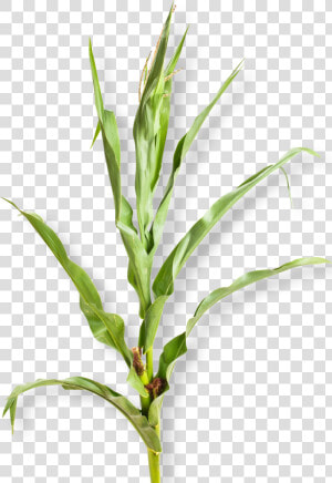 Corn Plant White Background   Png Download   Corn Plant White Background  Transparent Png