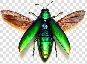 Flying Bug Png Transparent Image   Neon Green Bug With Wings  Png Download