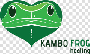 History Science Of Kambo   Frog Dmt Kambo Transparent  HD Png Download