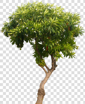 For Free Download On Mbtskoudsalg Tree   Transparent Mango Tree Png  Png Download