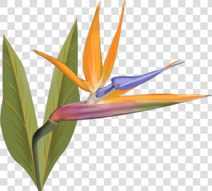 Bird Of Paradise  HD Png Download