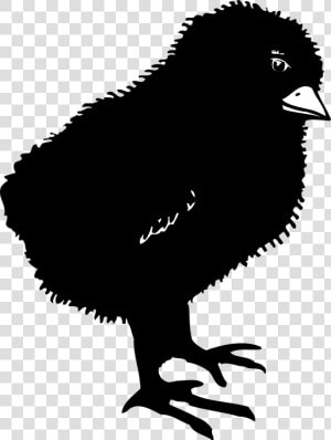 Black  Chicks  Bird  Baby  Dark  Little  Small  Chicken   Baby Chick Silhouette Png  Transparent Png