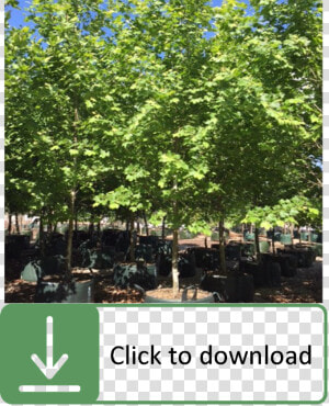 Platanus Acerifolia Tree Growth Rate  HD Png Download