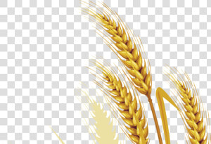 Wheat Vector Free Png Picture   Wheat Vektor  Transparent Png