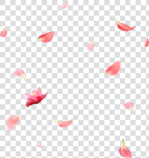 Creative Wedding Petals Falling Png Download   Cherry Blossom Petals Png  Transparent Png