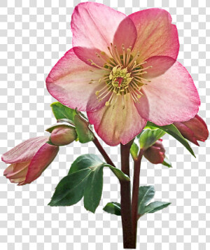 Flower  Helebore  Pink  Stem  Cut Out  Isolated  Garden   Hellebore  HD Png Download