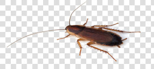 Cockroach Png Transparent File   Cockroach Png  Png Download