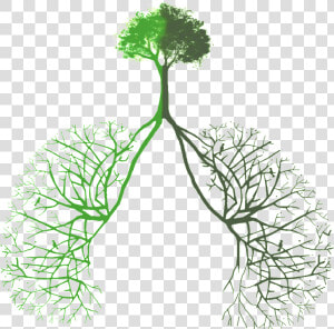 Transparent Green Plants Png   Tree Lungs Png  Png Download