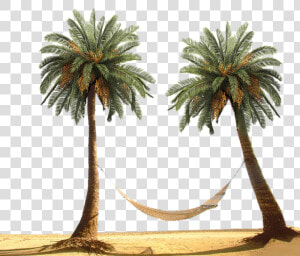 Transparent Palm Trees Clipart Free   Palm Tree Beach Png  Png Download