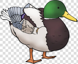 Ducks Clipart Mallard   Mallard Transparent Background Duck Clipart  HD Png Download