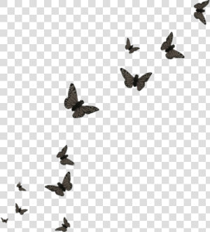  butterfly  black  butterflies   Flying Butterflies Transparent Background  HD Png Download