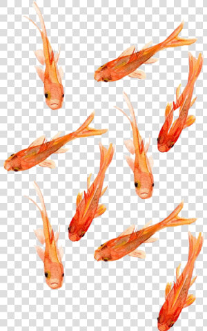 Transparent Peces Png   Goldfish Wallpaper Iphone  Png Download