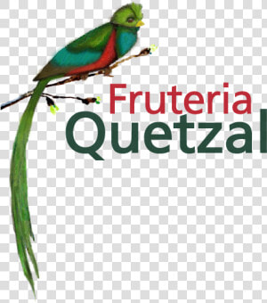 Quetzal Png  Transparent Png