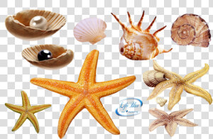 Sea Life Png   Real Sea Creatures Png  Transparent Png