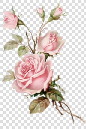  roses  flowers  flores  rosas  aesthetic  vintage   Pink Roses Transparent Background  HD Png Download