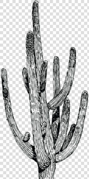 Salsa S Cactus 06   Cactus Png Black And White  Transparent Png