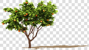 Orange Tree Png   Orange Fruit Tree Png  Transparent Png