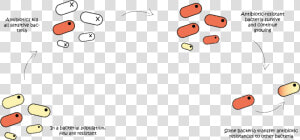 Antibiotic Stopping Reproduction In Bacteria  HD Png Download