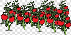 Tomato Plant Png   Tomatoes Plant Clipart  Transparent Png