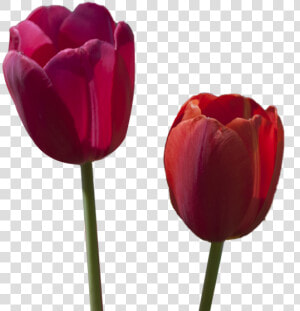 Tulipanes Rojos Pintados En Oleo En Grande  HD Png Download