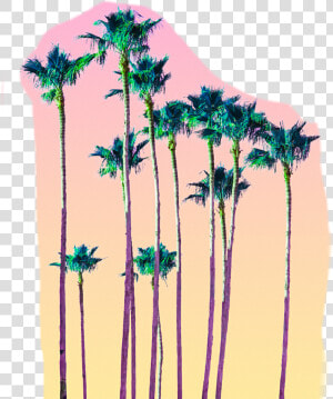 Transparent Neon Palm Tree Png   California Illustration Palm  Png Download