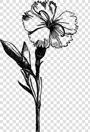 Flower Drawing Visual Arts Black And White   Black And White Flower Png  Transparent Png