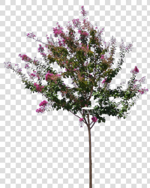 Lagerstroemia Png   Png Download   Lagerstroemia Indica Tree Png  Transparent Png