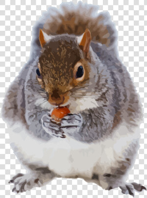 Ground Squirrels snout squirrel   Animales De Frio  HD Png Download