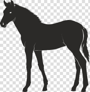 Foal Konik Pony   Mastiff Clipart  HD Png Download