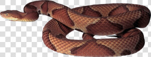 Download And Use Snake Icon   Copperhead Snake White Background  HD Png Download