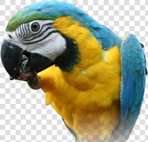 Parrot Png Images  Free Download   Parrot Face Transparent Background  Png Download