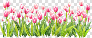 Tulip Png Pic   Tulip Png  Transparent Png