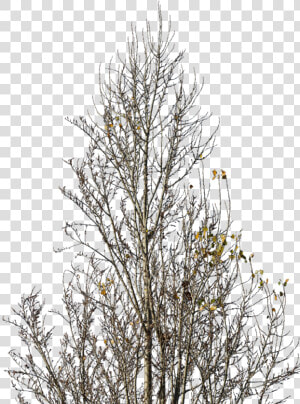 Betula Nigra Winter Png  Transparent Png