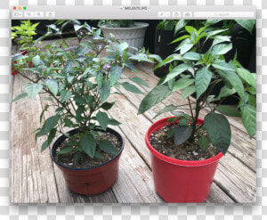 Two Same Plants Growing  HD Png Download