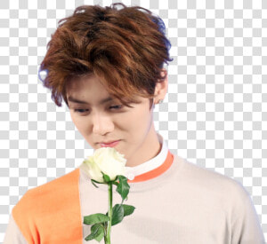 Luhan Exo  HD Png Download