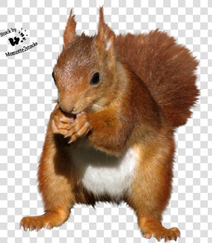 Transparent Squirrel Clipart   Red Squirrel Cut Out  HD Png Download