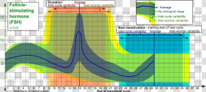 Follicle stimulating Hormone During Menstrual Cycle   Fsh Levels In Cycle  HD Png Download