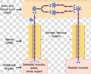 3 Types Of Neurons   Somatic Nervous System Neuron  HD Png Download