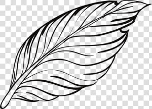 Rose Drawing Outline 17  Buy Clip Art   Feather Outline  HD Png Download