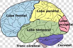 Brain Diagram Fr   Brain Diagram Left Side  HD Png Download