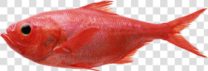 Redfish Seafood Fly Fishing Splendid Alfonsino   Red Fish Transparent  HD Png Download