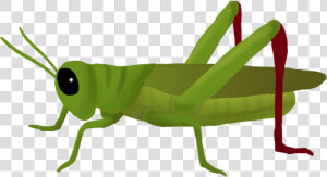 Download Grasshopper Png Clipart 182   Grasshopper Png  Transparent Png