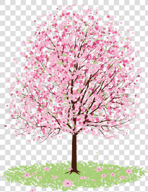 Cherry Blossom Drawing Tree   Vector Cherry Blossom Tree Png  Transparent Png