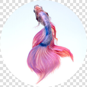 Pink Colour Beautiful Fish  HD Png Download