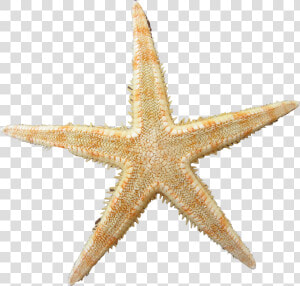 Yellow Clipart Sea Star   Starfish Png  Transparent Png