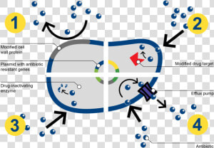 How Bacteria Resists Antibiotics   Mechanism Of Antibiotic Resistance Of Bacteria Step  HD Png Download