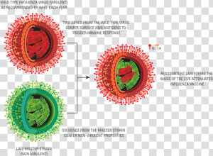 Pic For Laiv Section   Live Attenuated Vaccine Diagram  HD Png Download