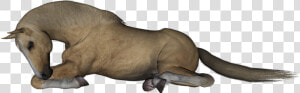 Horse Lying Down Clipart  HD Png Download