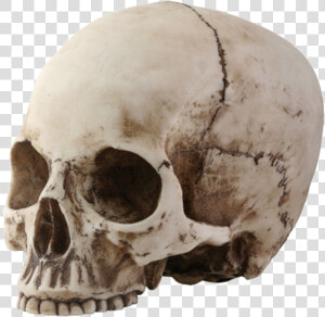 Skull Png Image   Skull With No Jaw  Transparent Png